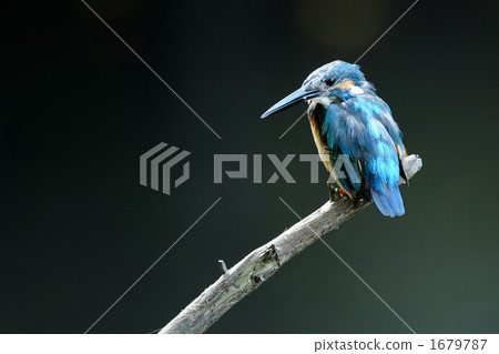 棲息的金魚 1679787