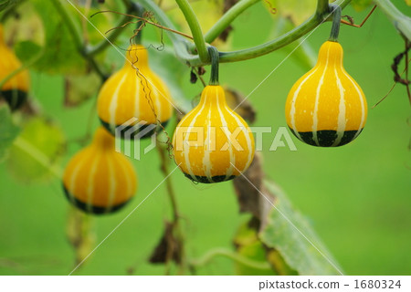 Growth of ornamental pepo pumpkins Growth of ornamental pepo pumpkins 1680324