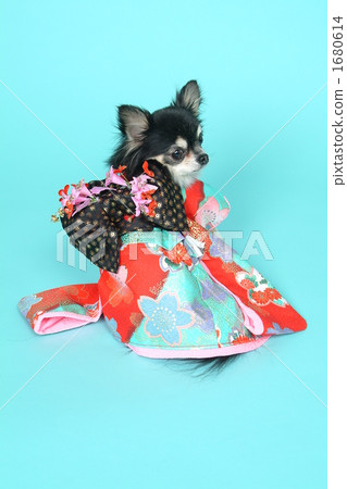 Chihuahua in kimono Chihuahua in kimono 1680614