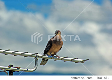 Pebbles sticking to the antenna Pebbles sticking to the antenna 1681812