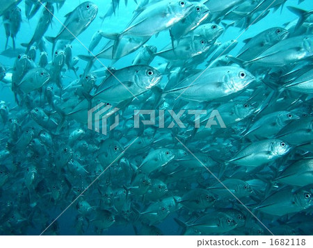 Gingame bean Gingame bean 1682118