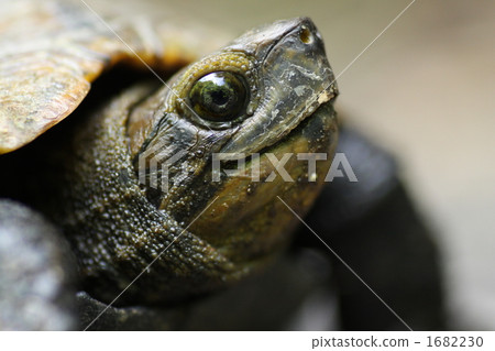 chinese pond turtle, turtle, animal 1682230