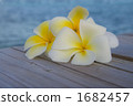 Tropical flower pull media 1682457