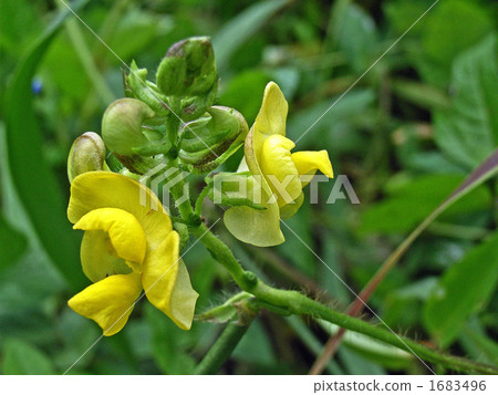 Yabutsu azuki crawling on the bank 1683496