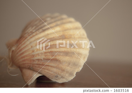 sea-shell, shell, backdrop 1683516