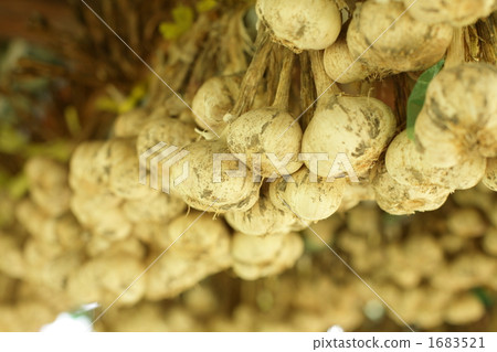 大蒜 蒜 暫停 1683521