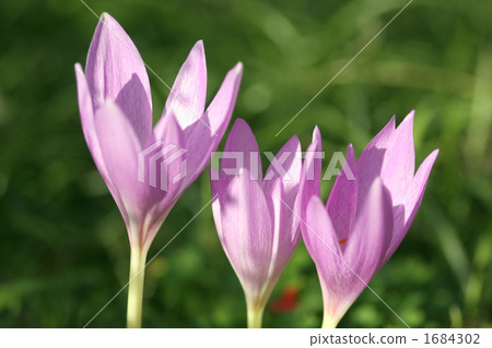 Corticumum Corticumum 1684302