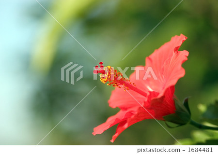 Hibiscus Hibiscus 1684481