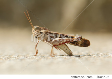 坐在茶蝗蟲 1684506