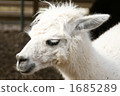 terrestrial animal, alpaca, animal 1685289
