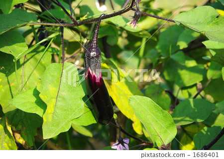 Growth of autumn egg 1686401