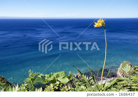 wildflower, wildflowers, middendorffii 1686437