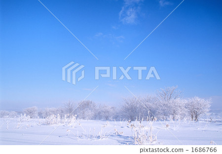 grove of trees, snow scene, nature 1686766