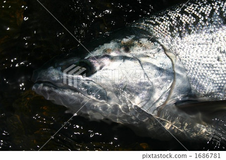 無畏的櫻花樹 1686781