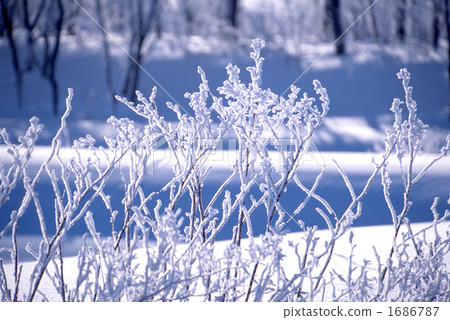 霧凇 寒冬 冬天景色 1686787