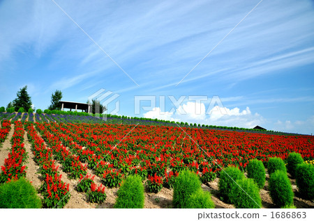 kanno farm, bloom, blossom 1686863