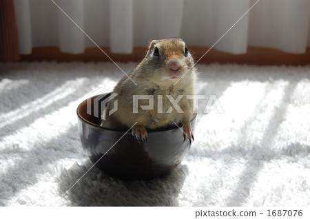ground squirrel, prairie dog, prairie dogs 1687076