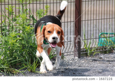 在狗奔跑的小獵犬 1687228