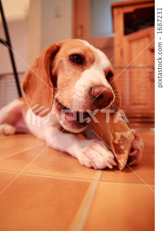 蹄的檸檬色小獵犬 1687231