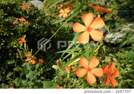 Fuji Cross Seno 4 Fuji Cross Seno 4 1687707