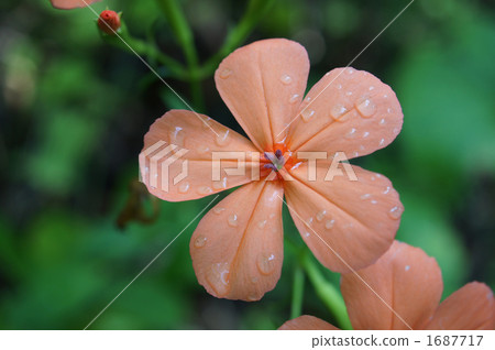 Fuji Kurogensenow 3 Fuji Kurogensenow 3 1687717