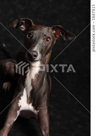 upper body, upper body shot, dog 1687815