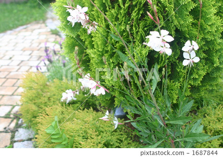 Gaura and concha gaya and bricklaid garden 1687844