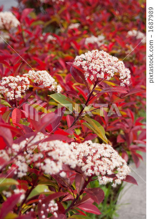 Benikanamomechi紅色葉子和白花 1687989