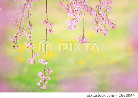 '10 Weeping cherry green back ② 1688044