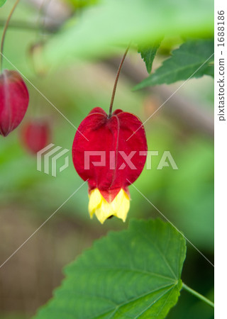 Tyrolean lamp flower 1688186