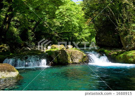 新鮮的綠色Kikui谷谷 新鮮的綠色Kikui谷谷 1688915