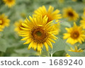 field of sunflowers, bloom, blossom 1689240