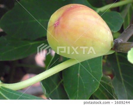 在路旁邊的無果的花果子 1689244