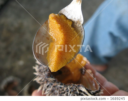 沖繩的Shirahigeuni 1689245