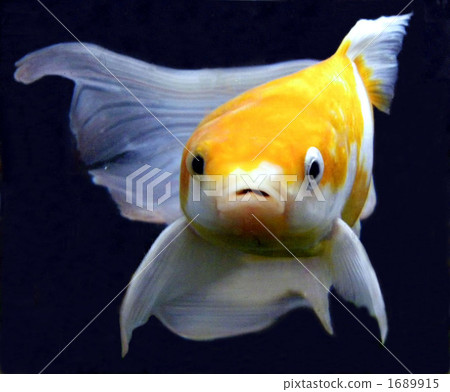 金魚 淡水魚 休閒活動 1689915