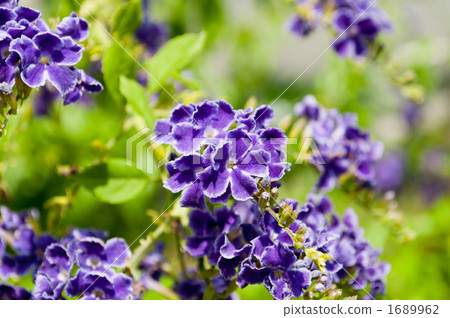 Duranta 1689962