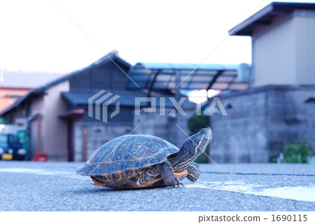 The tortoise on the roadside 1690115