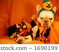 Doggie Halloween Party 01 1690199