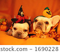 Doggie Halloween Party 06 1690228
