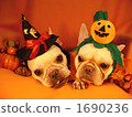 Doggie Halloween Party 07 1690236