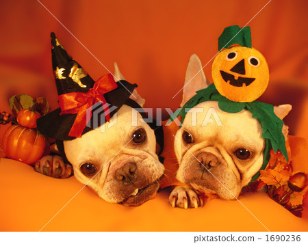 Doggie Halloween Party 07 1690236