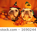 Doggie Halloween Party 08 1690244