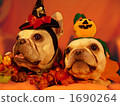 Doggie Halloween Party 10 1690264