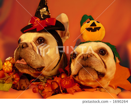 Doggie Halloween Party 10 1690264