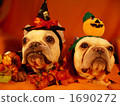 Doggie Halloween Party 11 1690272