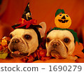 Doggie Halloween Party 13 1690279