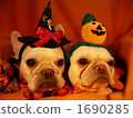 Doggie Halloween Party 14 1690285