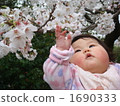 第一次櫻花觀 1690333