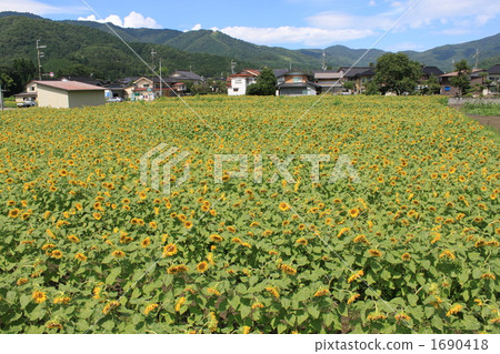Sunflower field of the Kanpo Plateau 1690418