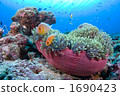 Anemone fish and sea anemone 1690423